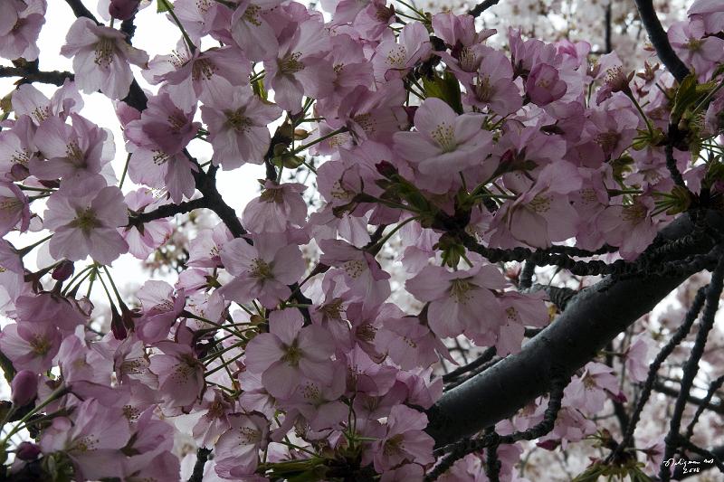 20080403_120819 D300 P1.jpg - Cherry Blossoms